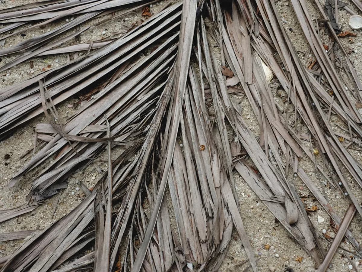 Cut palm fronds and trimmings piled for yard waste removal near Winchester, California